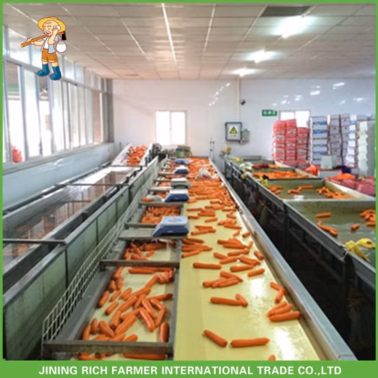 Прямые продажи с фабрики Морковь